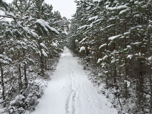 Idee genereerimine ja programmi kandideerimine