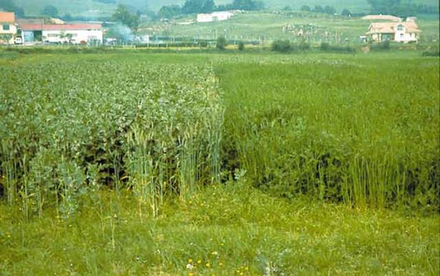 Se desarrolla el método AIV adición artificial de ácidos en plantas forrajeras