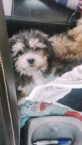 Rulitos el perrito de verdad