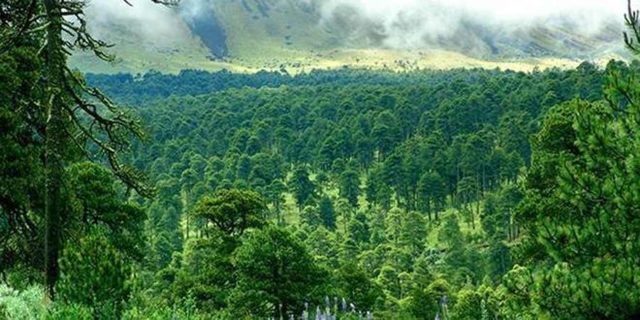 Ley General de Desarrollo Forestal Sustentable