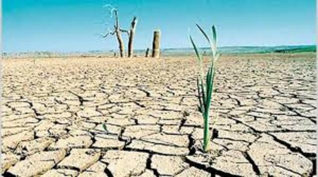 Malas cosechas y escasez de cereales que encarecen el precio del pan