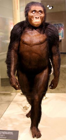 Los Australopithecus