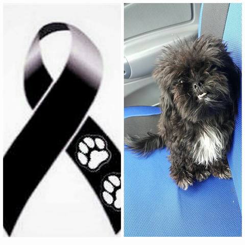 Muerte de mi mascota