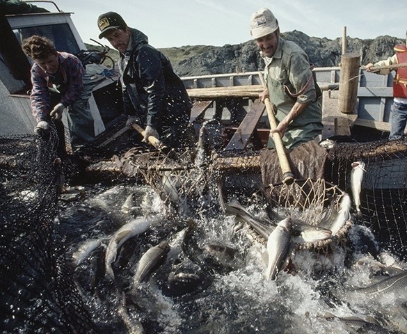 12. Fisheries Given Areas of the Canadian Coast