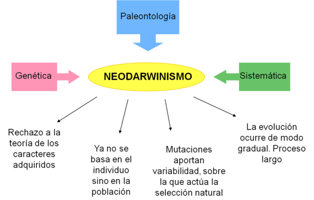 Neodarwinista