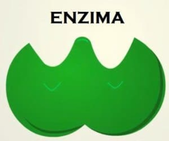 Gen-una enzima