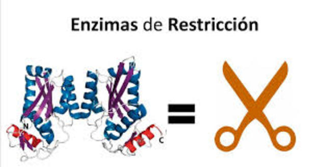 Enzimas de restricción