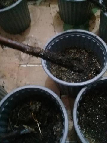 Revision  de los esquejes