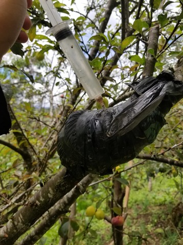 Observacion y riego en los acodoso