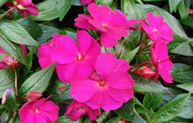 LAS PLANTAS CON FLORES