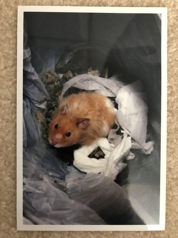 Picked up Butterscotch