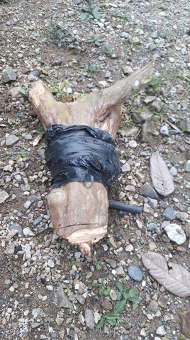 Extracción del acoda de guayaba.