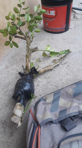 Extracción del acoda de naranja.