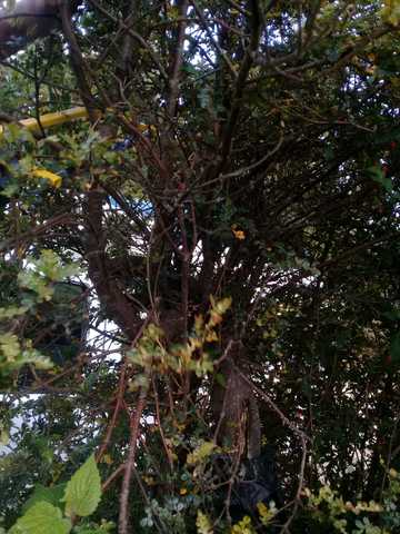 poda del acodo aereo