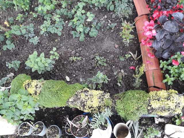 mantenimiento y riego en la topiaria