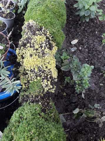 Revisión de la topiaria