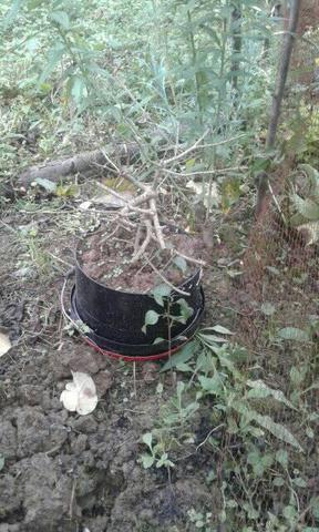 bonsaí por estraccion