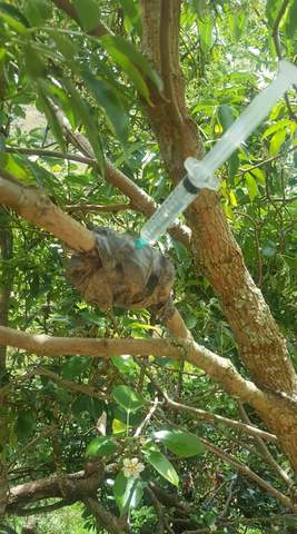 Riego y cuidado de acodos aereo.