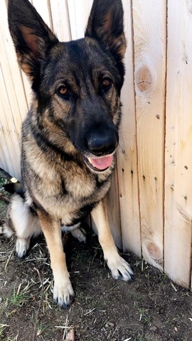 Had the best dog ever, Natari