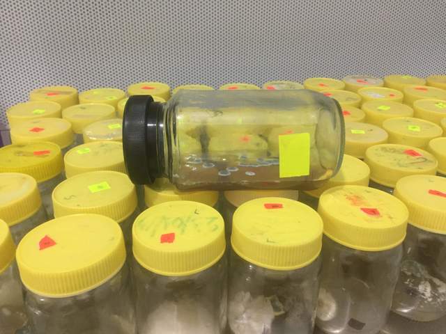 16 frascos no infectados por la desinfección de los explantes