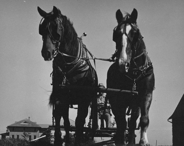 Emergency Relief Appropriation