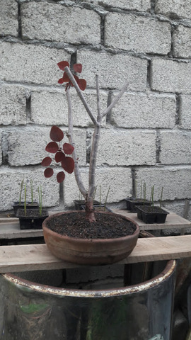 Revisión de bonsai 1