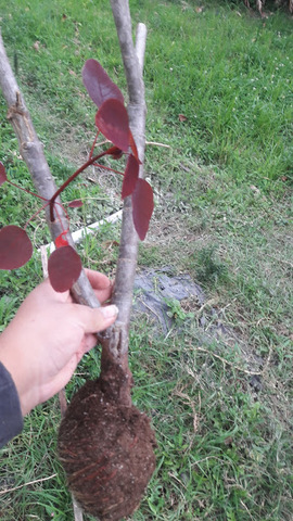 Extracción del Acodo