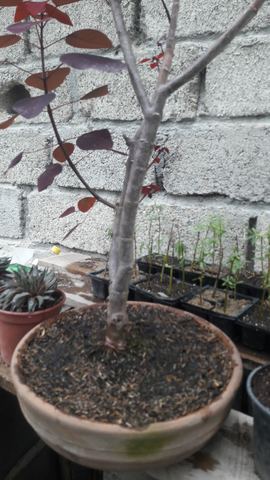 Revisión 3 del Bonsai