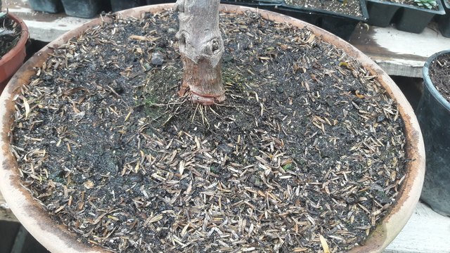 Revisión 2 del bonsai.