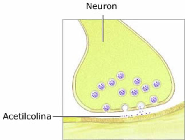 Acetilcolina