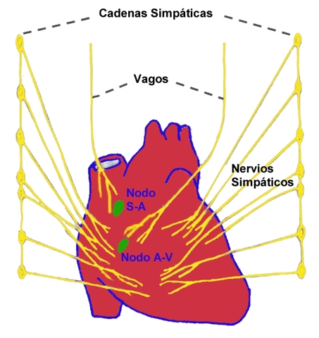 Neurotransmisión al corazón