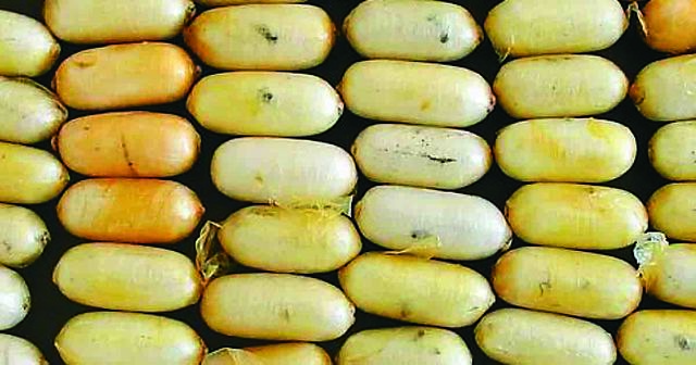 Aumentó 39 % la producción