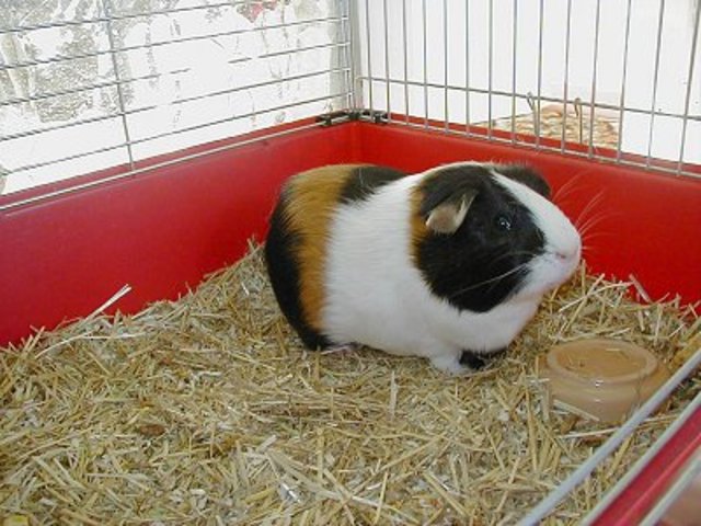 The cute guinea pigs has come!