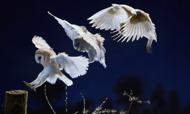 Sequential Photographs