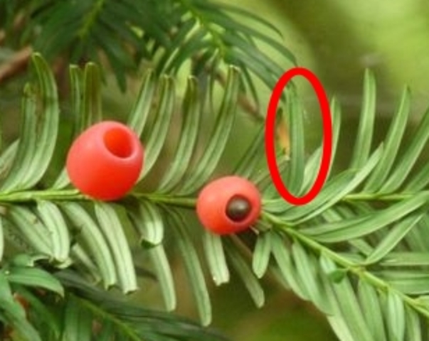 Précurseur actif du Taxol