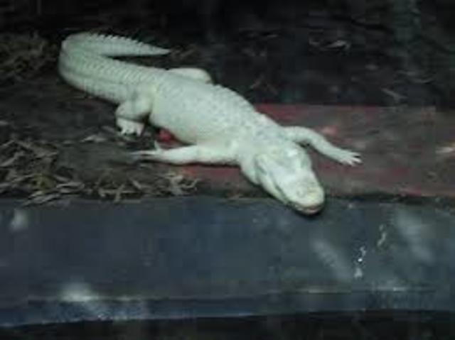 Fisherman Finds Rare White Alligator