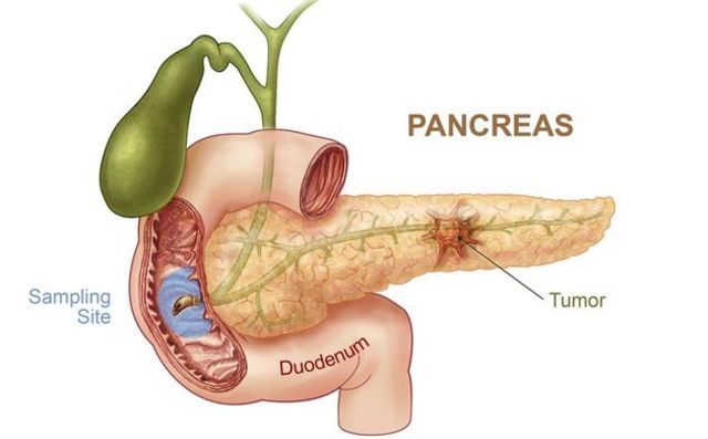 Fonction connue de l'insuline