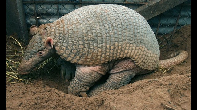 Interesting New Fossils