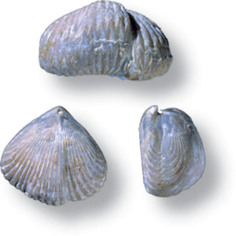 (6 months later) New Fossils Found!