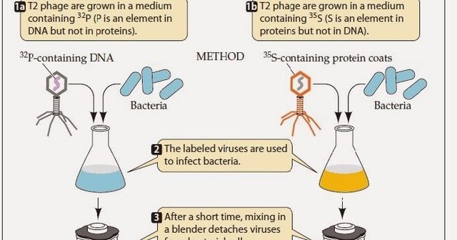 Alfred Hershey and Martha Chase