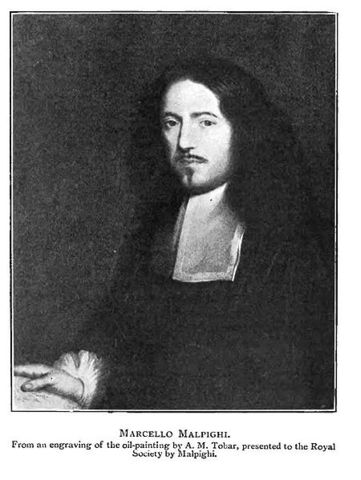 Marcello Malpighi Observes Capillaries