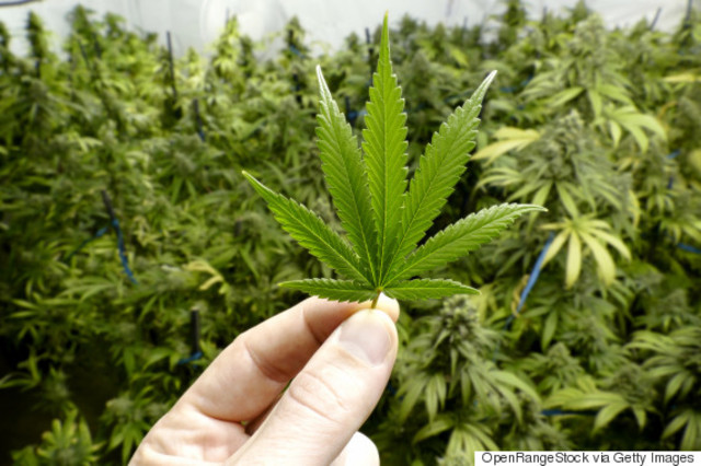 Cannabis Legalization