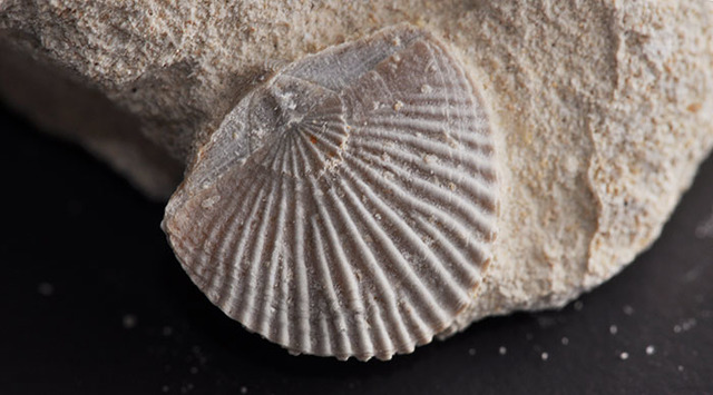 Arrives at the Falkland Islands