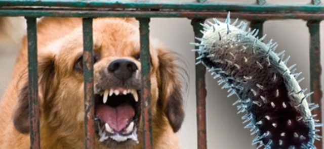 Se desarrolla la vacuna contra la rabia