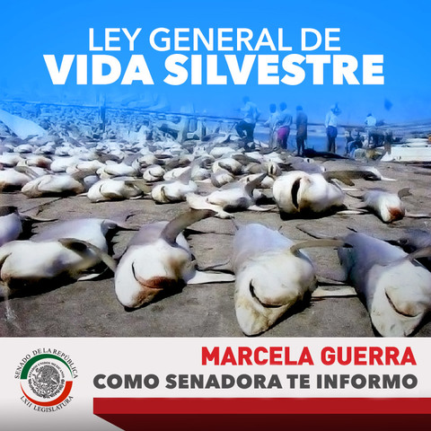 Publicación de ley general de vida silvestre