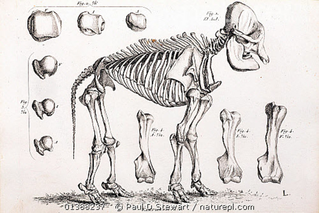 Cuvier: Reconstrucción especies fósiles desconocidas.