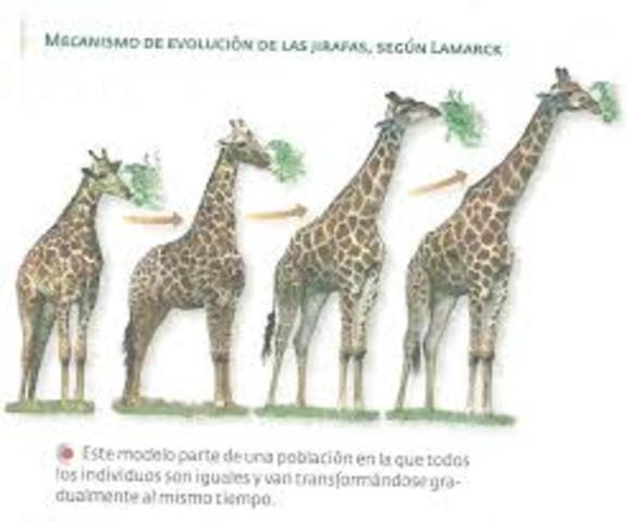 Teoría De La Evolución Según Lamarck