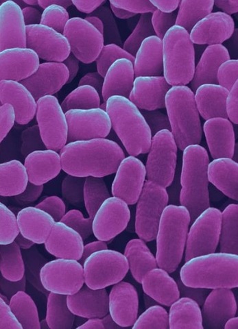 Se crea la vacuna contra la tos ferina