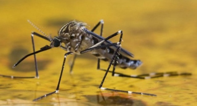 Se crea la vacuna contra la fiebre amarilla