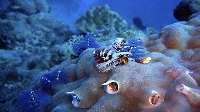 ADAPTACIÓN DE LOS PRIMEROS ANIMALES